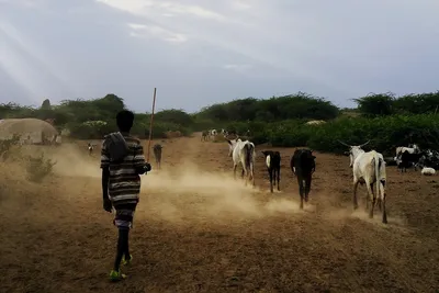 Person herding cattle