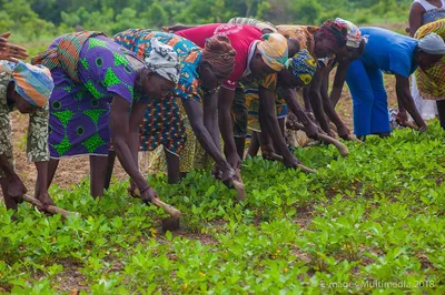 Women tending to crops