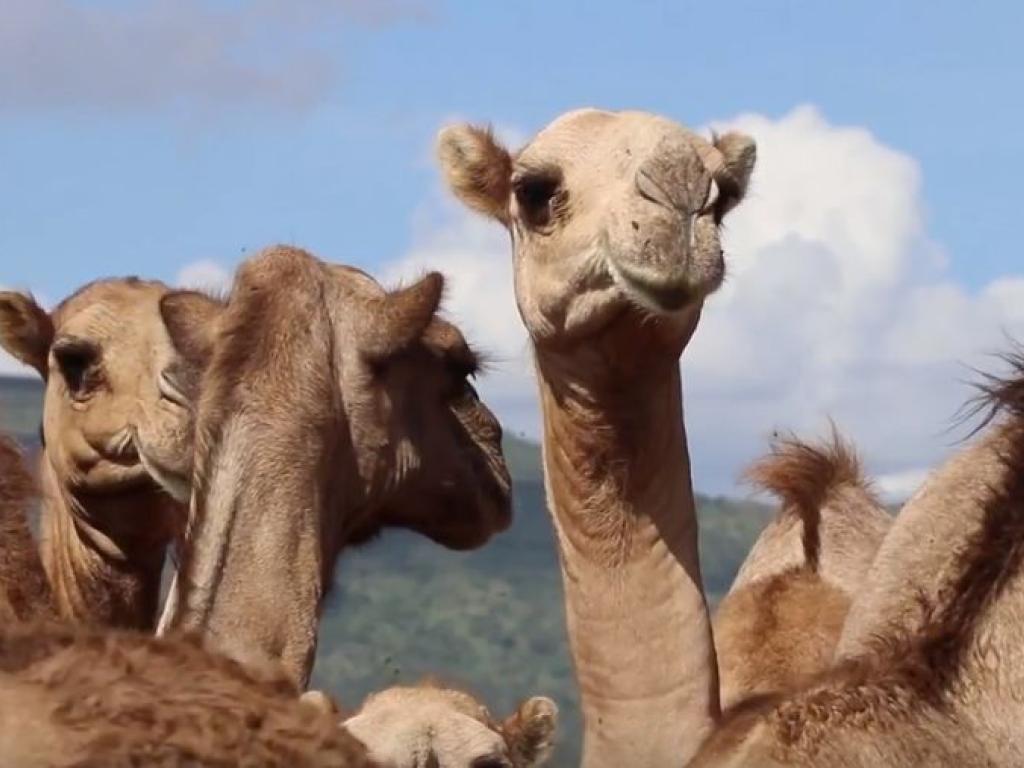 Camels in Kenya